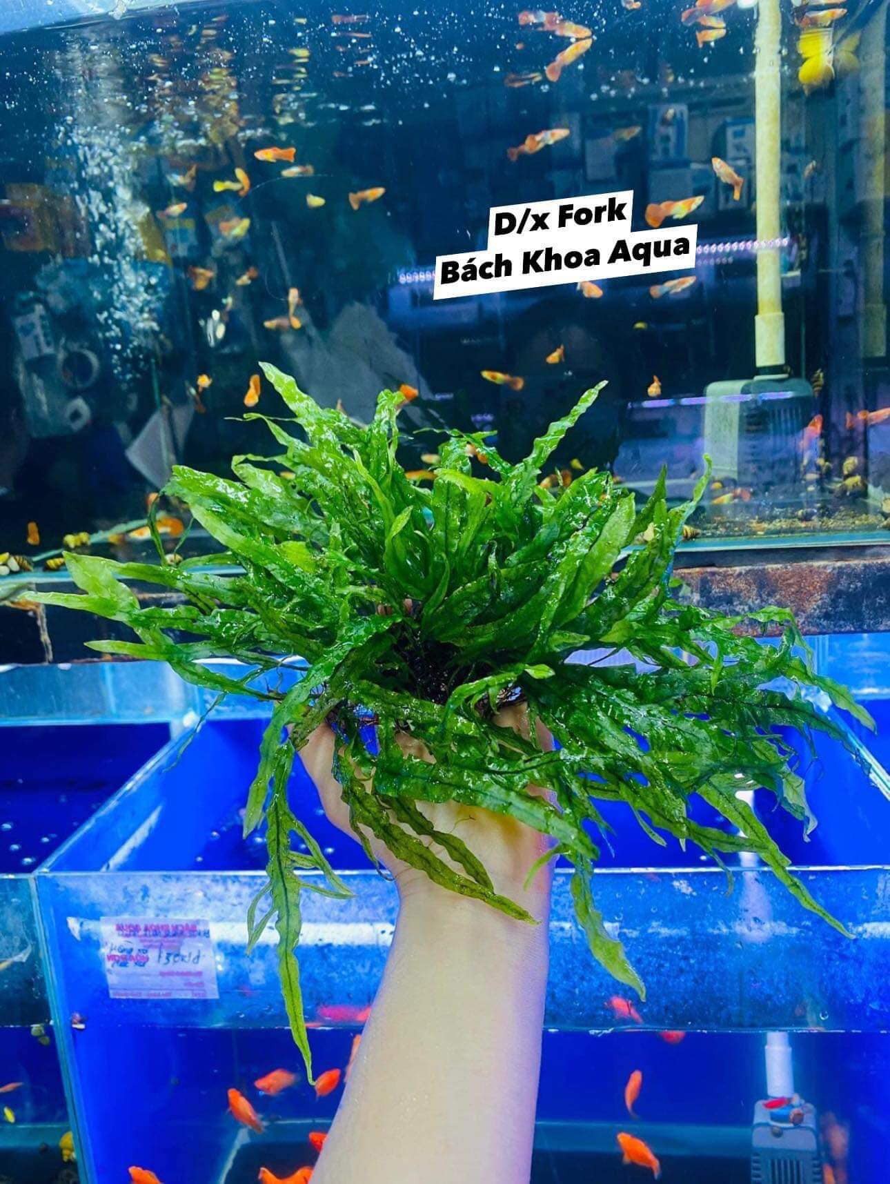 Cây thủy sinh - Dương xỉ Fork lá nước